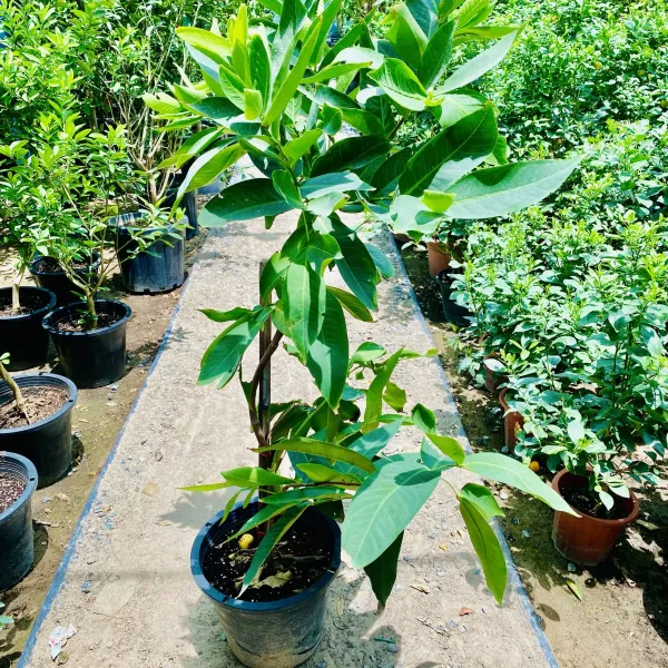 Tahi_White_Water_Apple_|_Grafted_And_Hybrid_Plants