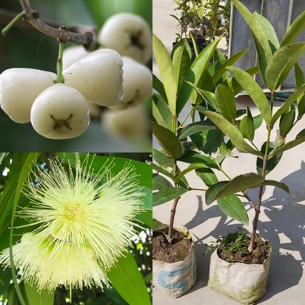 Tahi_White_Water_Apple_|_Grafted_And_Hybrid_Plants