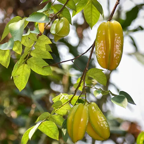 All_Time_Star_Fruit_Plant_|_Grafted_And_Hybrid_Plants
