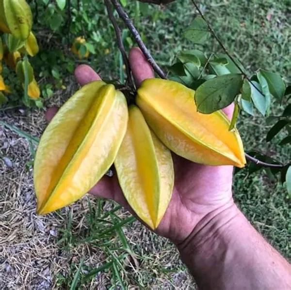 All_Time_Star_Fruit_Plant_|_Grafted_And_Hybrid_Plants