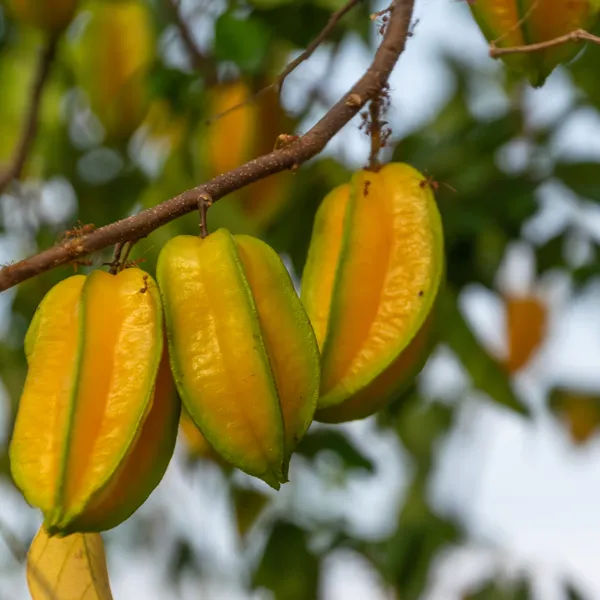 All_Time_Star_Fruit_Plant_|_Grafted_And_Hybrid_Plants