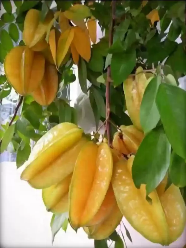 All_Time_Star_Fruit_Plant_|_Grafted_And_Hybrid_Plants