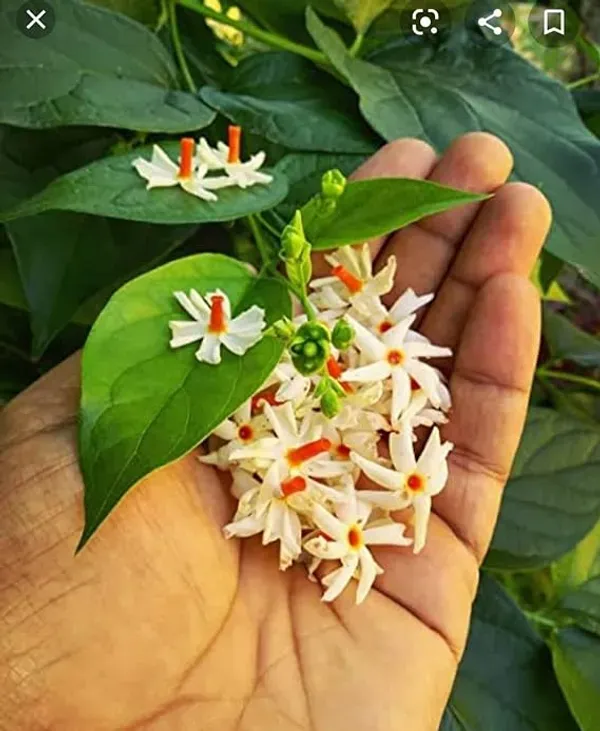 Parijat_All_Time_Flower_Plant