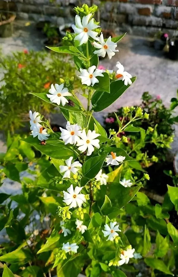 Parijat_All_Time_Flower_Plant