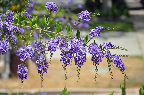 Duranta_Flower_Plant_(Golden_Dewdrop_)