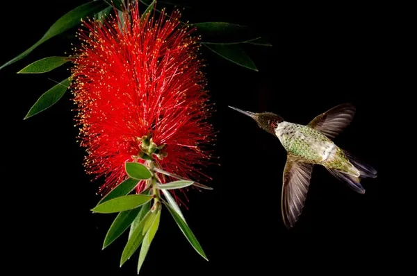 Bottle_Brush_Flower_Plant_Dwarf