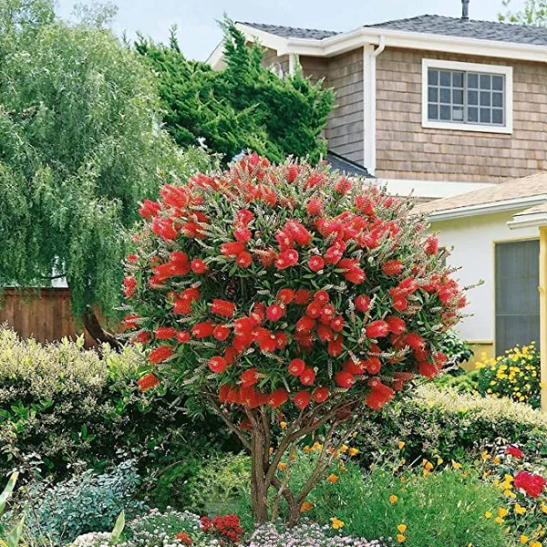 Bottle_Brush_Flower_Plant_Dwarf