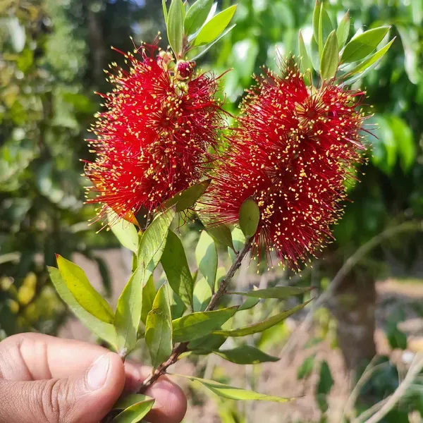 Bottle_Brush_Flower_Plant_Dwarf