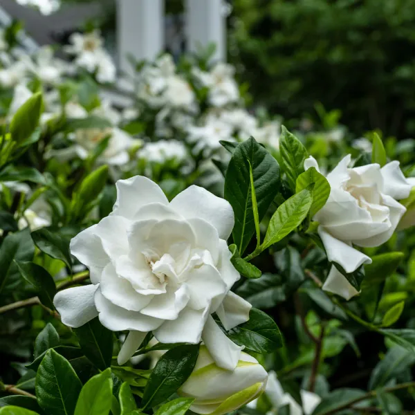 Giant_White_Gardenia_Flower_Plant