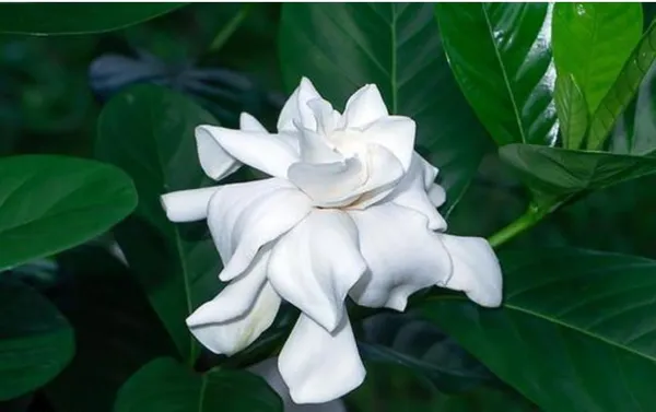 Giant_White_Gardenia_Flower_Plant