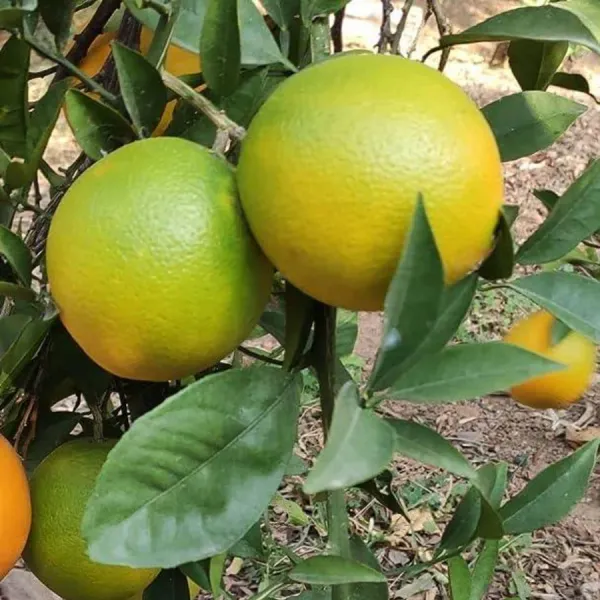 All_Time_Malta_Plant_|_Grafted_And_Hybrid_Plants