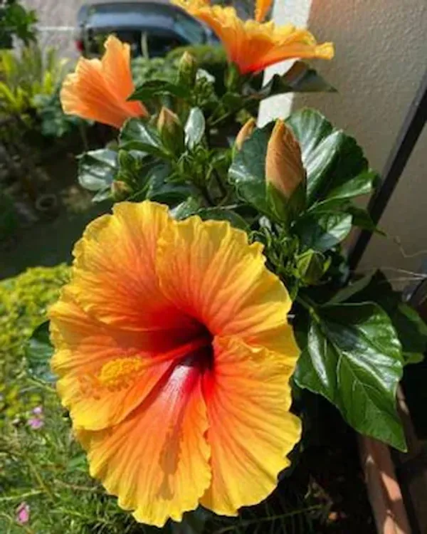 Sugar_Tip_Hibiscus_Flower_Plant_(2_Feet_Height)