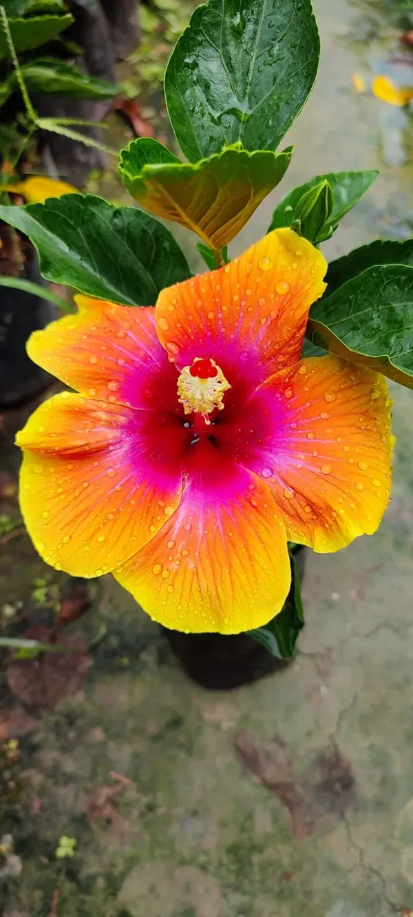 Sugar_Tip_Hibiscus_Flower_Plant_(2_Feet_Height)