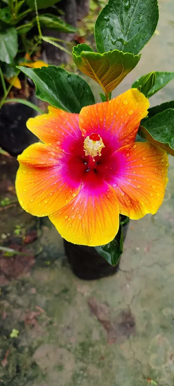 Sugar_Tip_Hibiscus_Flower_Plant_(2_Feet_Height)