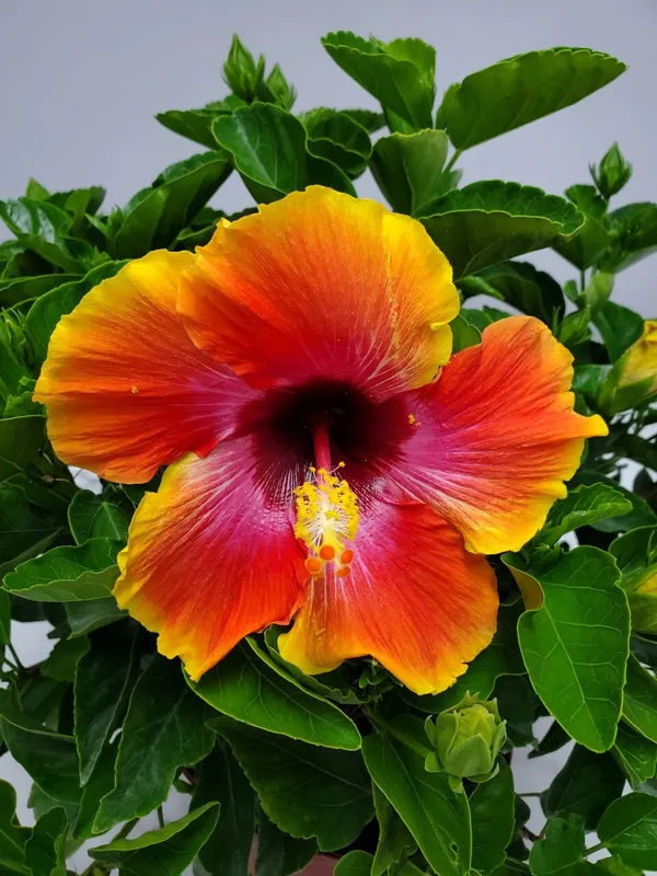 Sugar_Tip_Hibiscus_Flower_Plant_(2_Feet_Height)