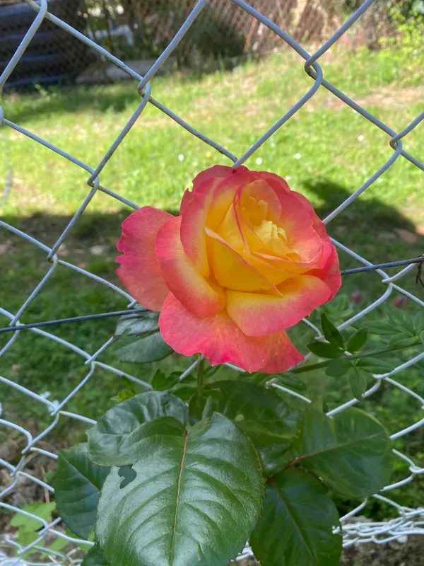Colour_Changing_Roses_Flower_Plant