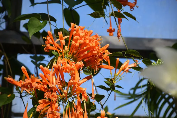 Pyrostegia_Venusta_Flame_Vine_Creeper