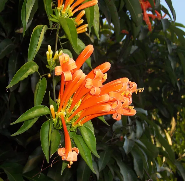 Pyrostegia_Venusta_Flame_Vine_Creeper