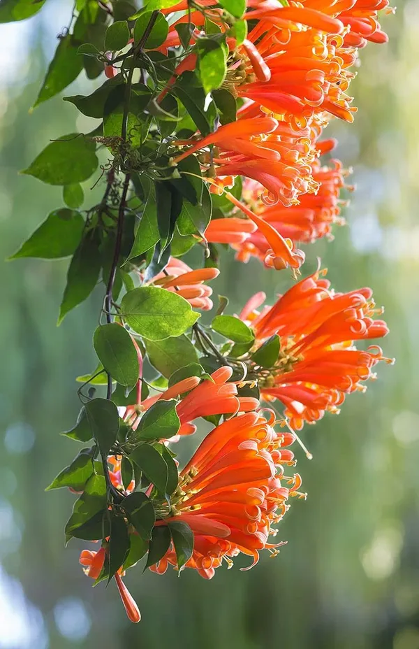 Pyrostegia_Venusta_Flame_Vine_Creeper