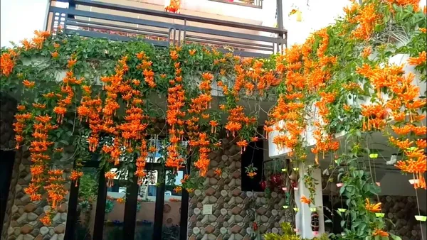 Pyrostegia_Venusta_Flame_Vine_Creeper