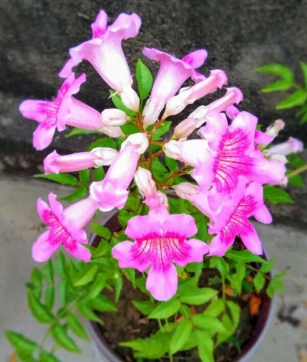 Pink_Tecoma_Flower_Plant_For_Home_Garden