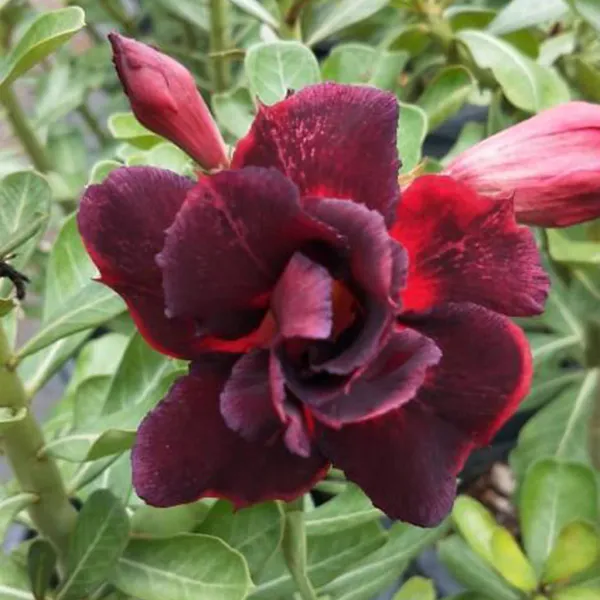 Damson_Delight_Addenium