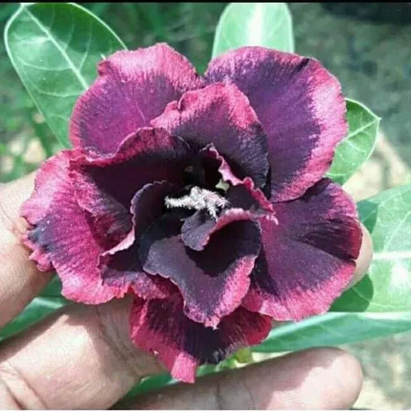 Damson_Delight_Addenium