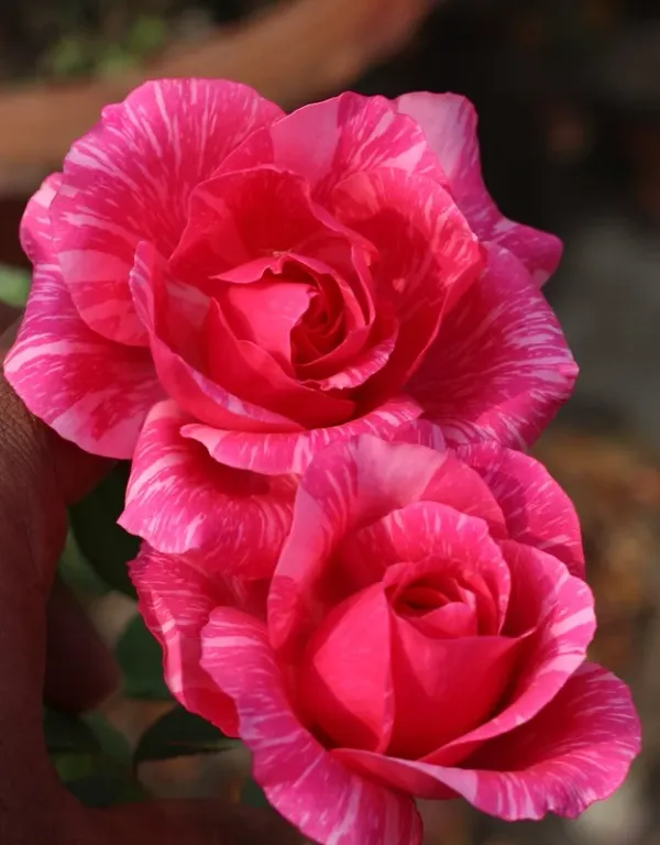 Kolkata_300_Roses_Gardening_Flower_Plant