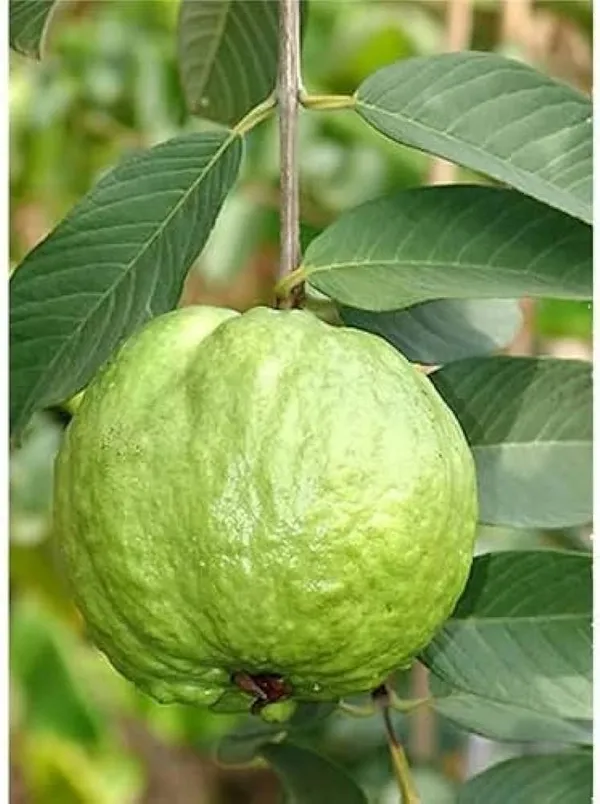 Thai_10_Guava_|_Grafted_And_Hybrid_Plants_(2_Feet_Height)