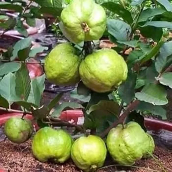 Thai_10_Guava_|_Grafted_And_Hybrid_Plants_(2_Feet_Height)