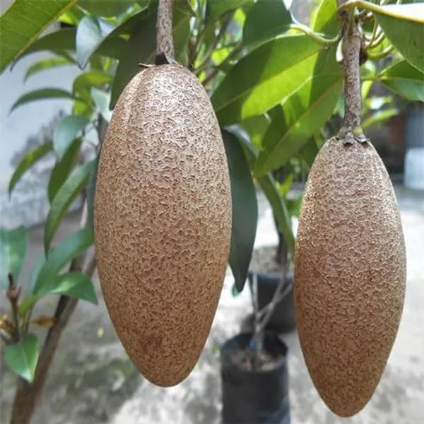 Lancha_Chiku_Plant_|_Grafted_And_Hybrid_Plants