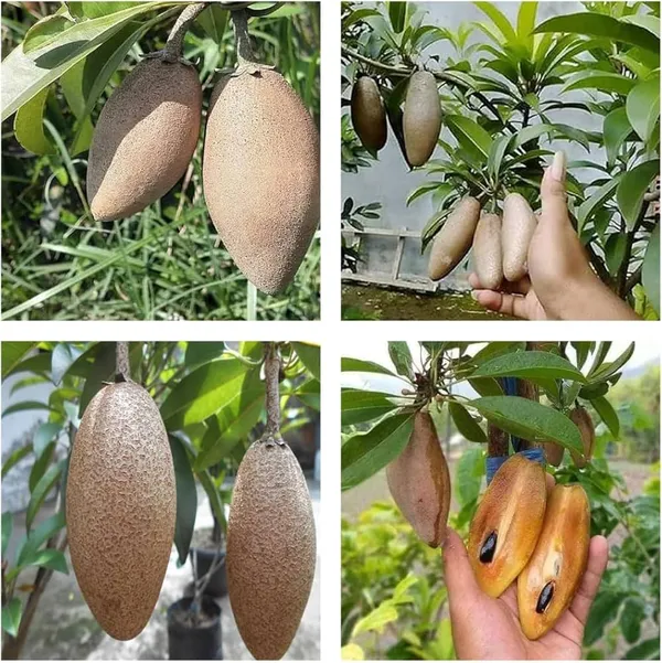Lancha_Chiku_Plant_|_Grafted_And_Hybrid_Plants