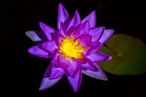 Blue_Star_Lotus_Tuber_Flower_Plant