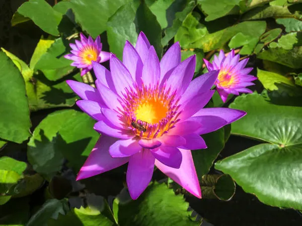 Blue_Star_Lotus_Tuber_Flower_Plant