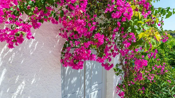 Vera_Deep_Bougainvillea_Glabra_Plant