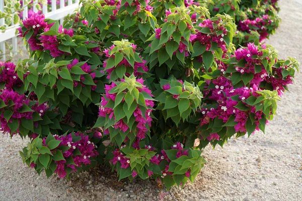 Vera_Deep_Bougainvillea_Glabra_Plant