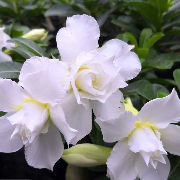 Rosy_Addenium_White_Flower_Plant