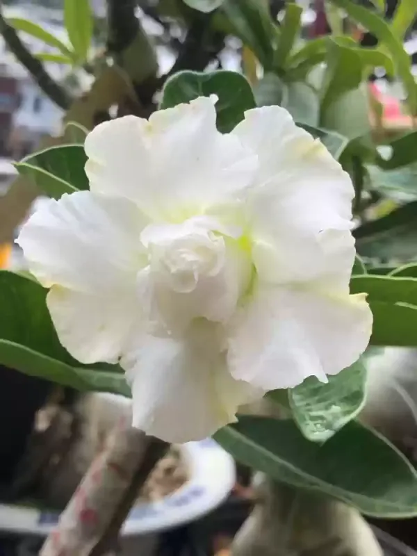 Rosy_Addenium_White_Flower_Plant