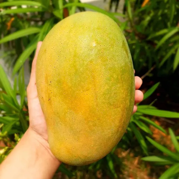 Mallika_Mango_Plant_|_Grafted_And_Hybrid_Plants_|_39_cm