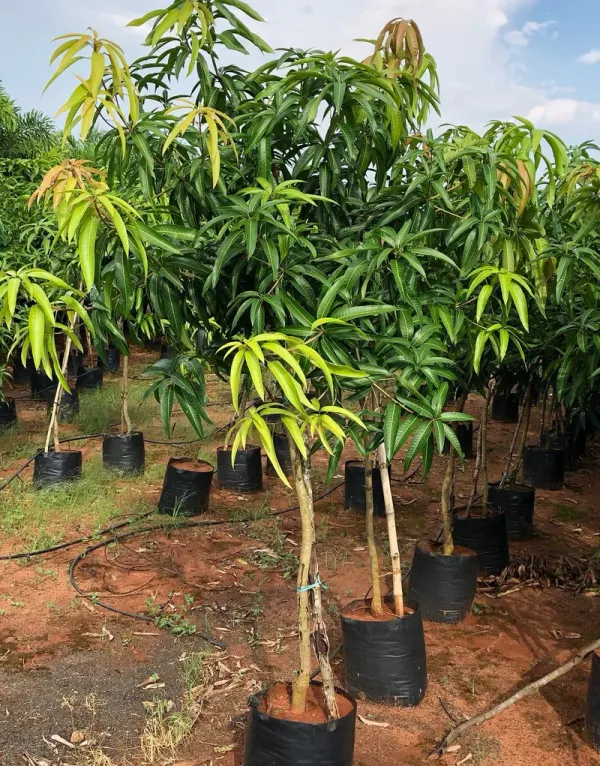 Mallika_Mango_Plant_|_Grafted_And_Hybrid_Plants_|_39_cm