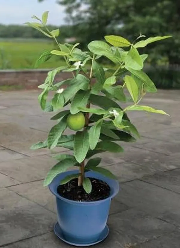Allahabad_Safeda_Guava_|_Grafted_And_Hybrid_Plants_(2_Feet_Height)