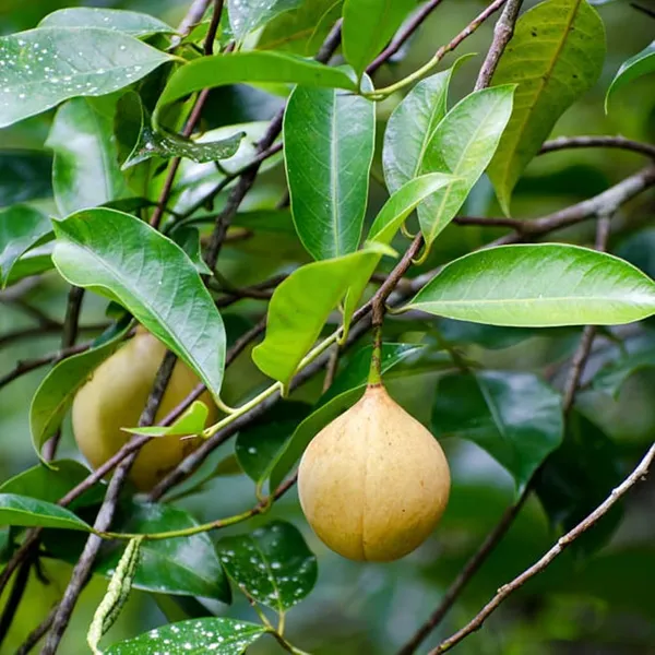 Jaifal_Natural_Live_Plant_(Nutmeg)