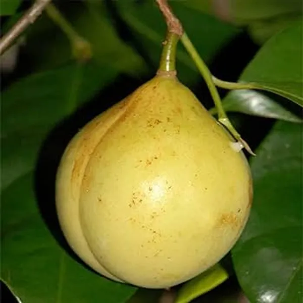 Jaifal_Natural_Live_Plant_(Nutmeg)