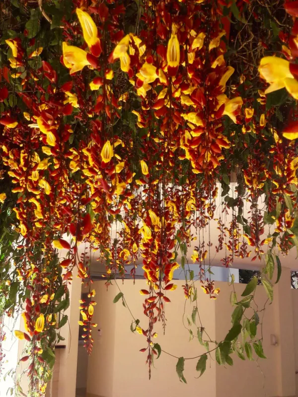 Thunbergia_Creeper_Live_Plant