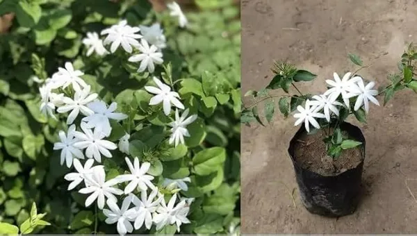 All_Time_Kundan_Flower_Plant