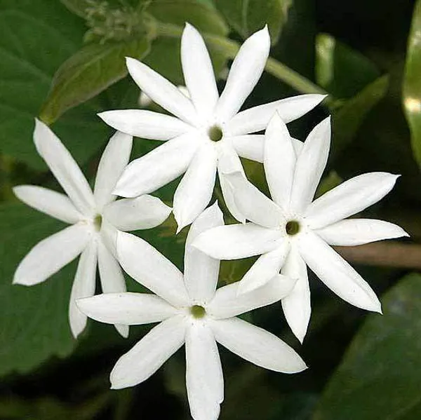 All_Time_Kundan_Flower_Plant