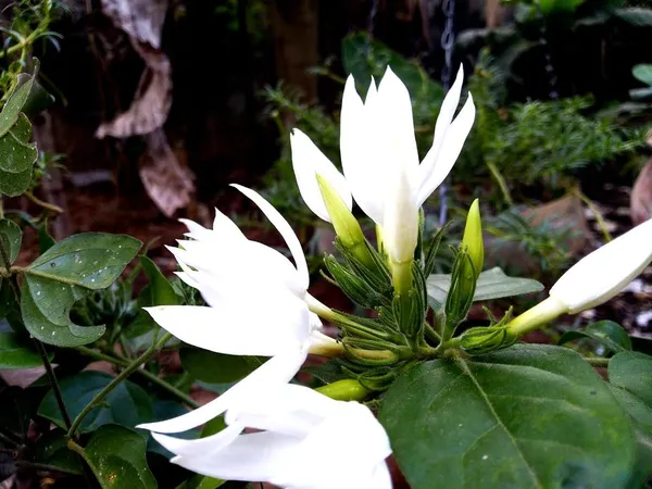 All_Time_Kundan_Flower_Plant