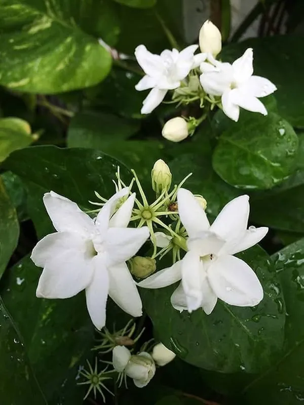 All_Time_Kundan_Flower_Plant