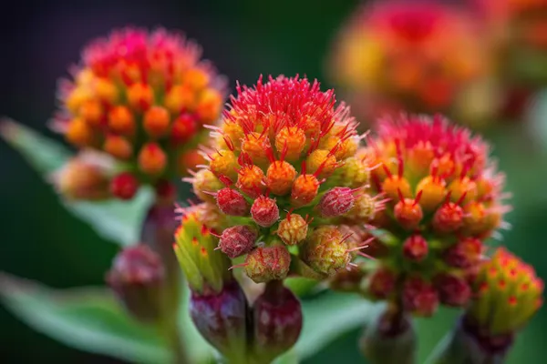 Fast_Love_Spectabilis_Colorful_Live_Plant