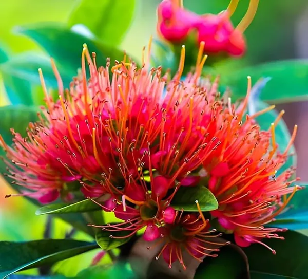 Fast_Love_Spectabilis_Colorful_Live_Plant